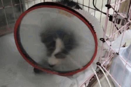 卡布：来自一只三个月大的边境牧羊犬，一封遗留在人间的草稿