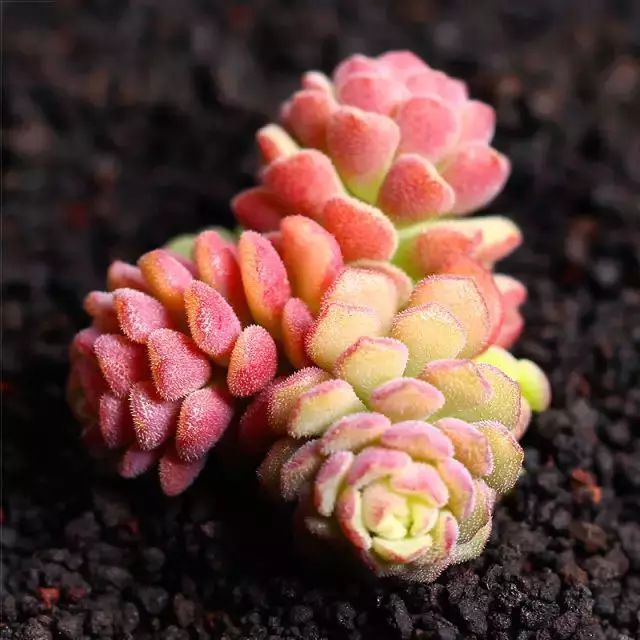 多肉早安图片大全,多肉大全100图