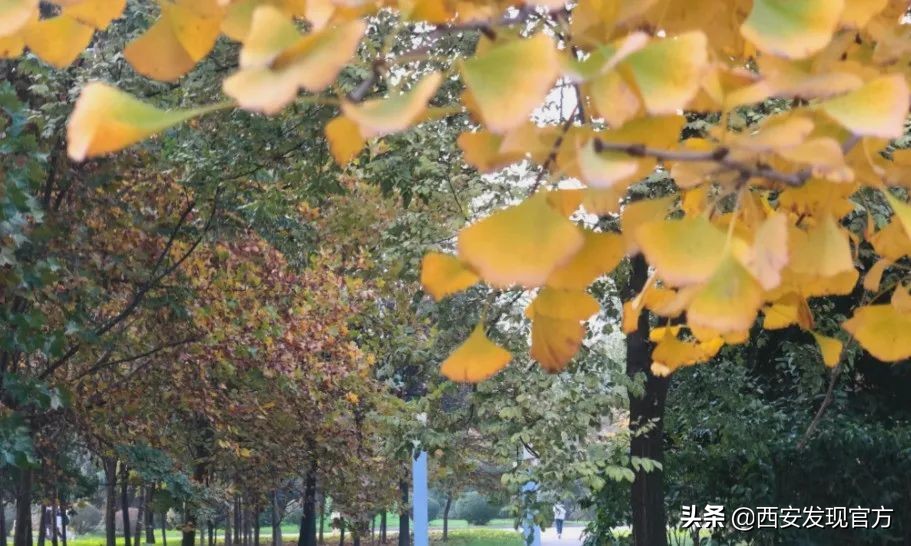 西安欧亚学院贵族学校,传说中的贵族学校西安欧亚学院