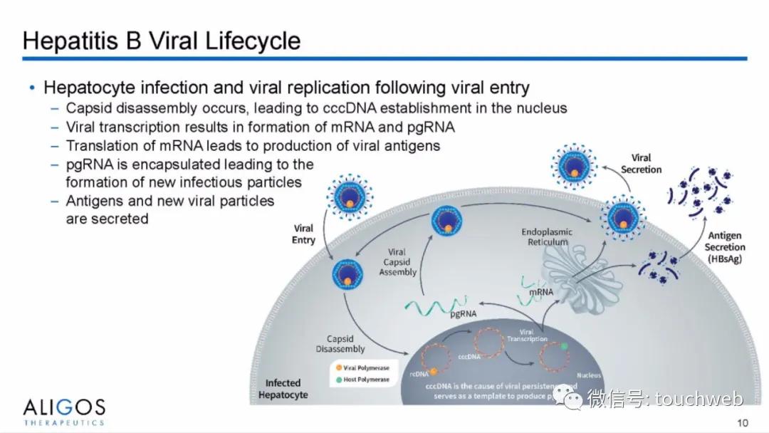 治乙肝的Aligos冲刺美股：拟募资上亿美元路演PPT曝光