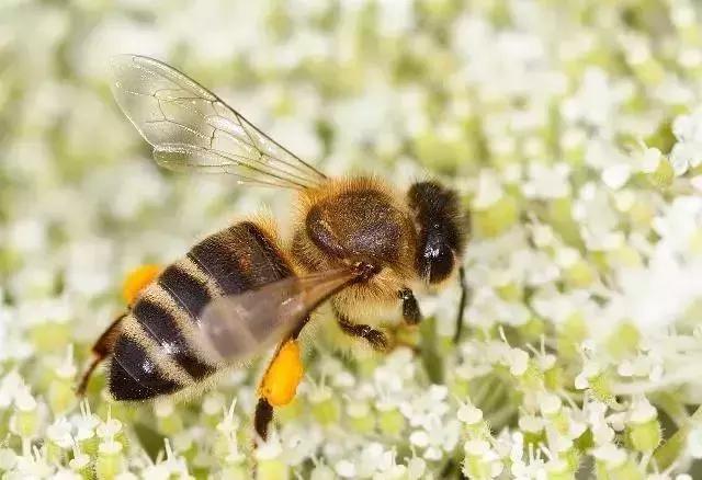蜜蜂喂水加多少盐,蜜蜂的饲养技术有哪些