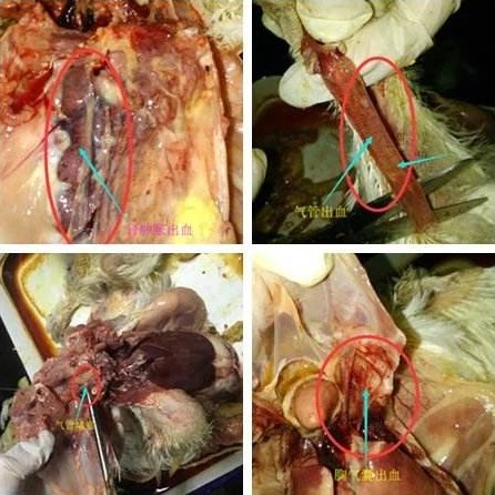鸡气囊炎吃什么见效快,治疗鸡气囊炎的小配方