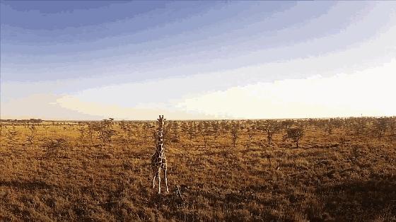 NAYPALAD鸟巢酒店——极致“野奢”体验