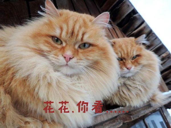 圣诞节的喵星人霸气又略萌，猫奴必看！又骗我养猫？