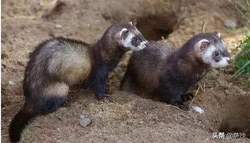 食猴鹰童年阴影解读,食猴鹰和猫鼠存在吗