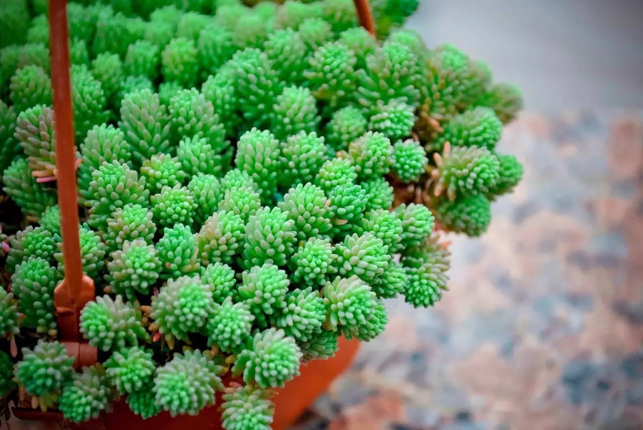 多肉早安图片大全,多肉大全100图