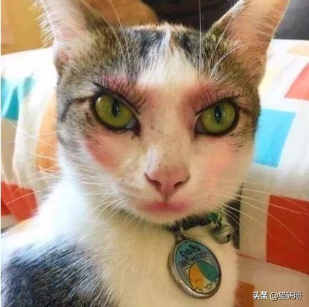 猫咪的爪子被脏了洗不掉怎么办,猫咪沾上苍蝇贴怎么清洗