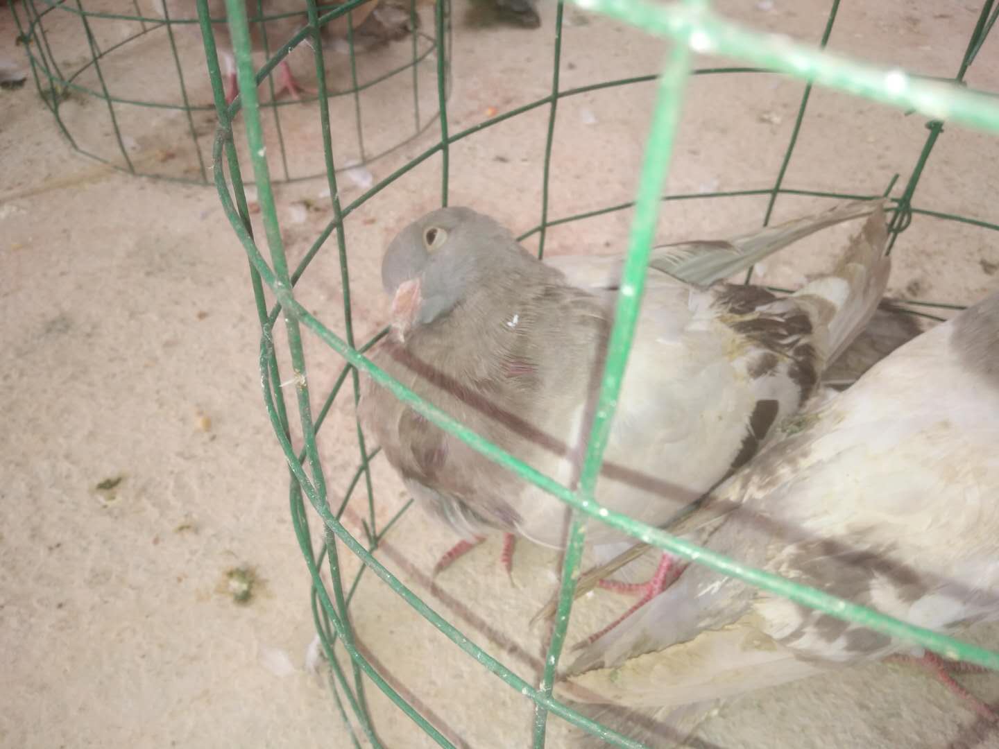 鸽子歪头拉绿水便什么原因,鸽子吃喝正常粪便正常就是歪头