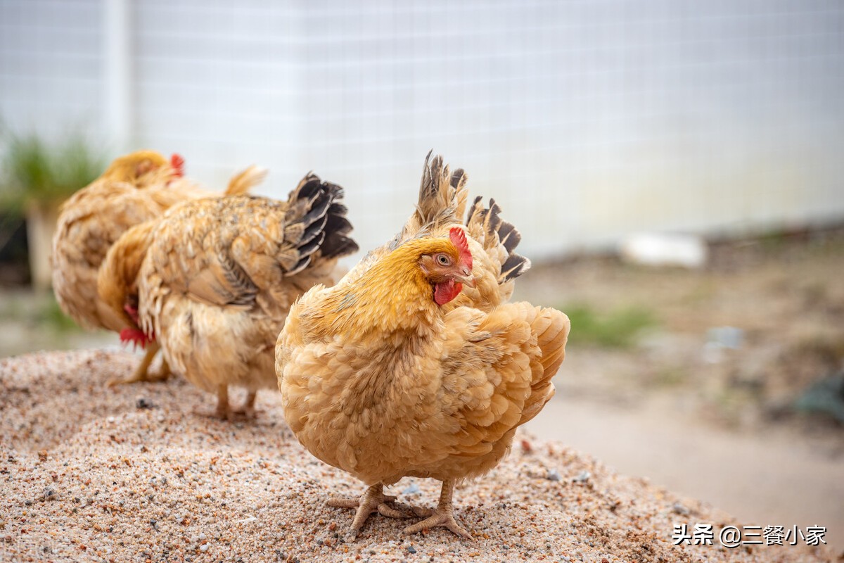 花雕鸡商用配方,花雕鸡煲教学视频