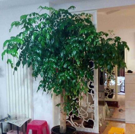 幸福树叶子发黄干枯长霉怎么补救,幸福树叶子发黄干枯怎么补救