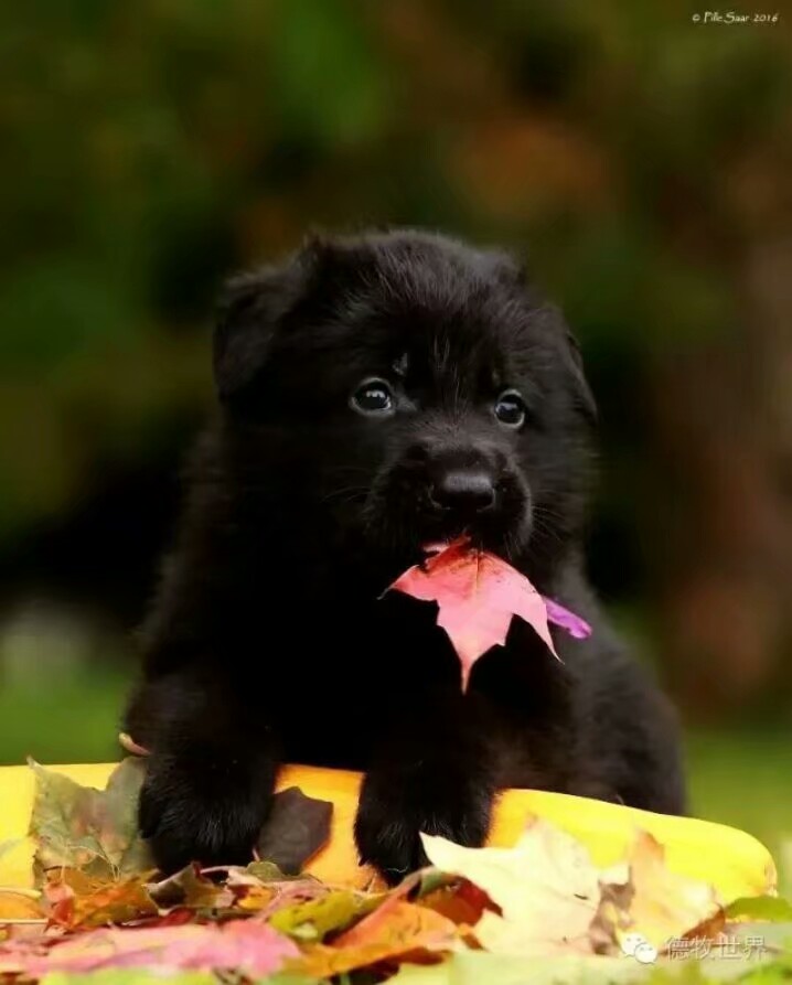 德国牧羊犬图片霸气大全集,德国牧羊犬图片精品