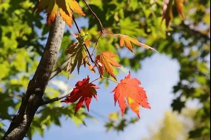 旅游景点畅玩团购,景点游玩优惠团购