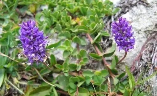 岩石花园景区,岩石园常用花卉