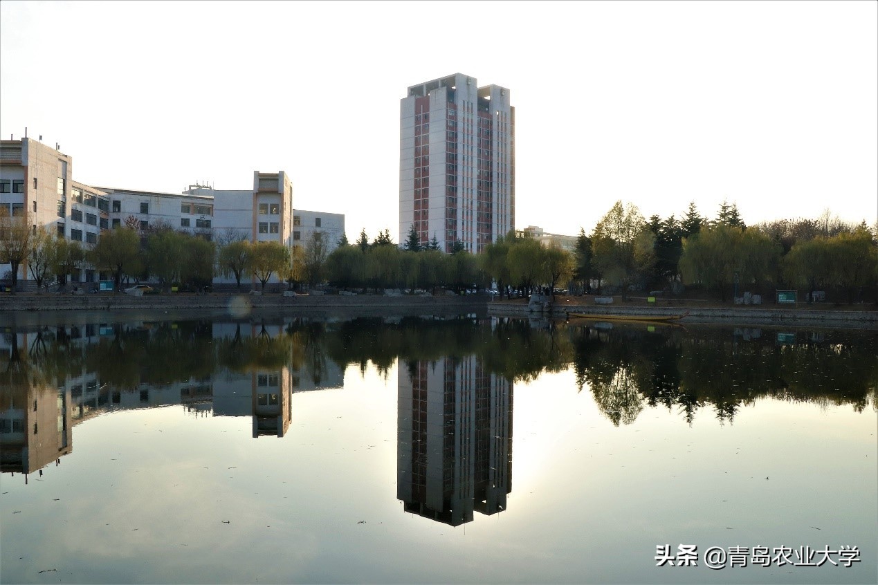 介绍青岛农业大学,令人心动的青岛