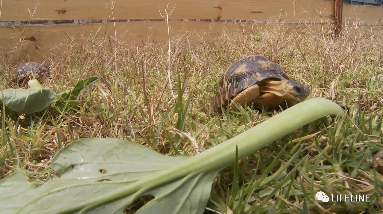 龟中“考拉”，请别让我们的孩子在博物馆见到它们...