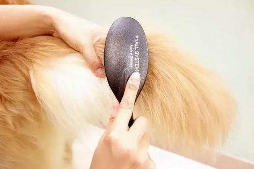 博美犬经常掉毛怎么办?铲屎官了解原因才好对症下药