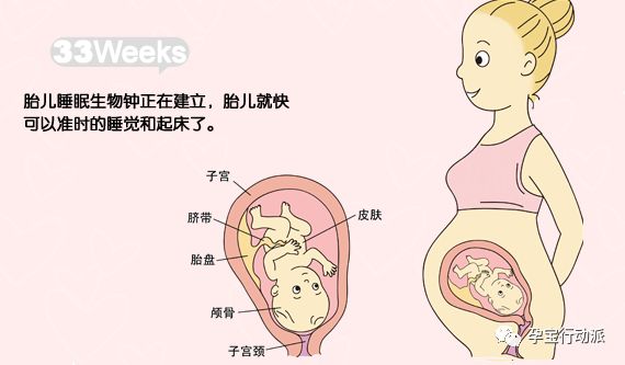 孕期周刊，第三十三周