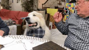 大白熊犬撒娇视频,150多斤的大白熊犬