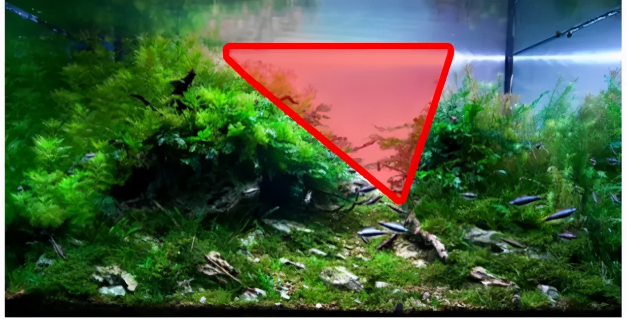 三角形构图水族造景,水族造景构图黄金比例