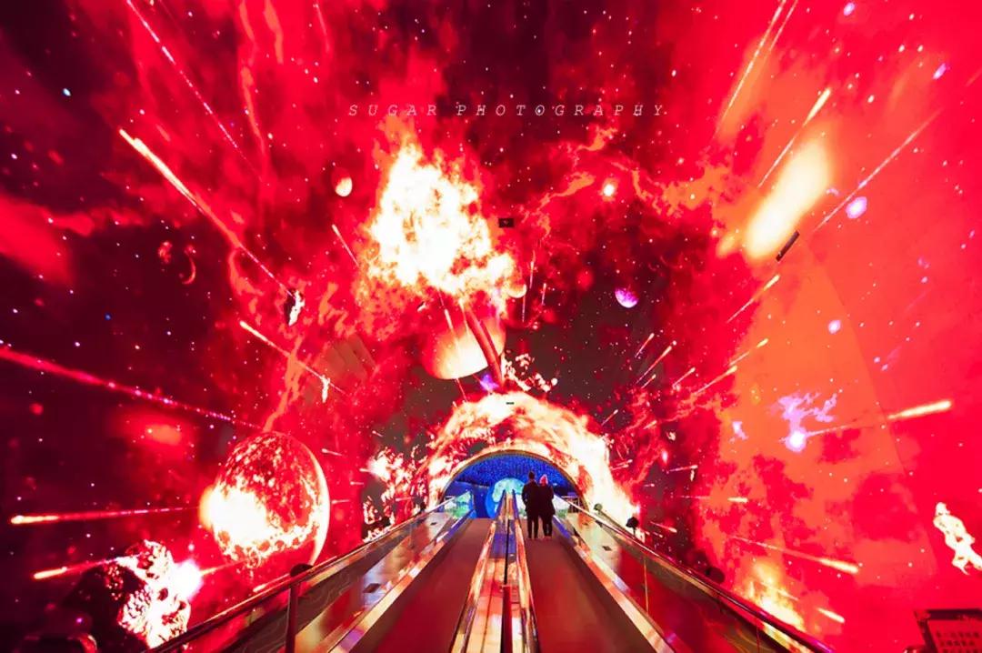 「亲子游」与万千海洋动物一起，夜宿探索极地海洋之美