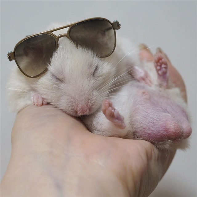 仓鼠怕人怕鼠怎么办,仓鼠怎样避开星期鼠