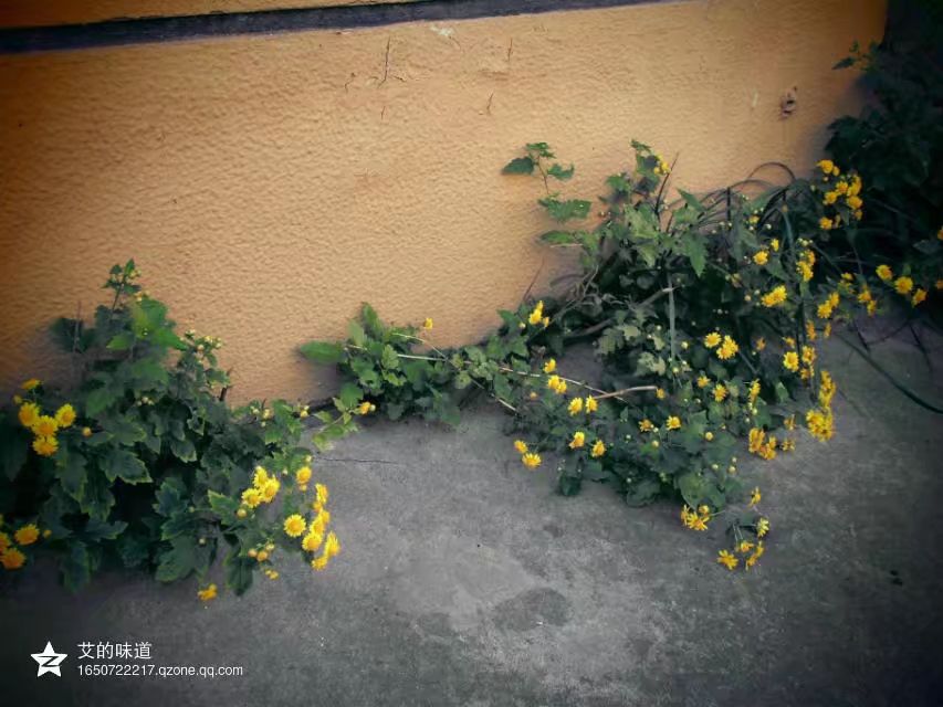 草木人间*我说的小*菊黄**,是好吃的菊花脑