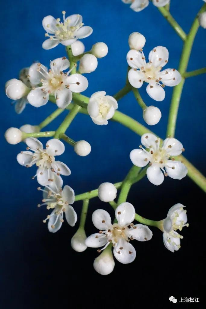 这几天的松江，可真叫人左右为“楠”……