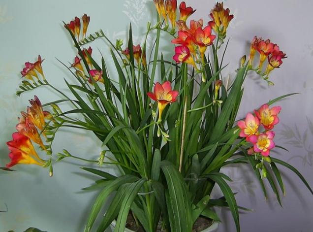 怎么把小苍兰养得花箭粗大,小苍兰的花期养护注意事项