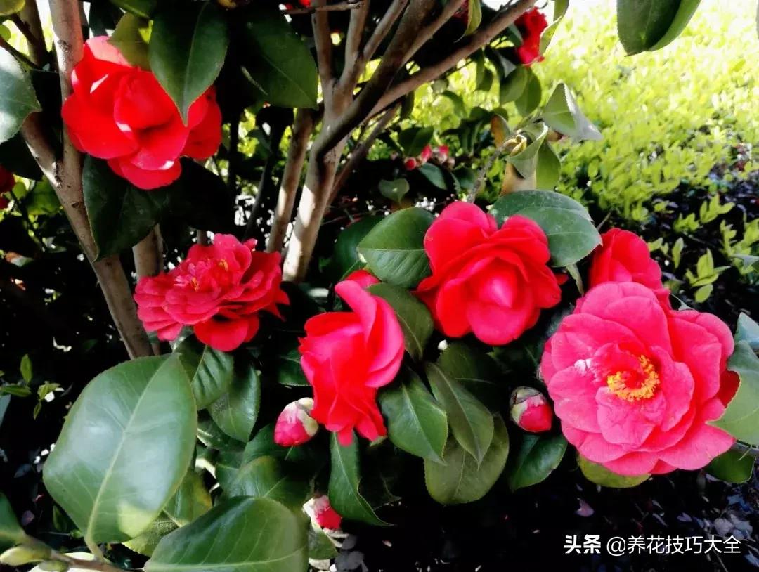 这4种花卉爱喝水浇水越多越旺盛,这几种花草浇水浇不对越养越不好