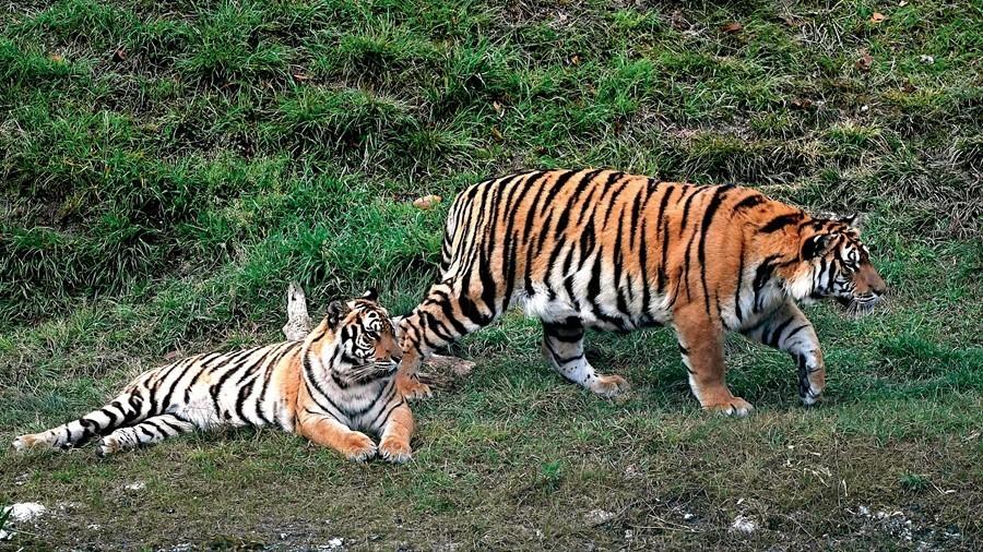 18年前放养非洲的华南虎，如今怎么样了？为何迟迟不能回家？