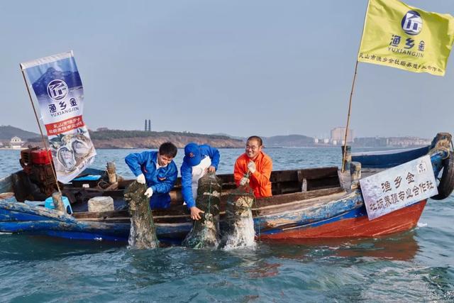 乳山生蚝也许是性价比最高的生蚝,正宗乳山生蚝上市了来尝鲜