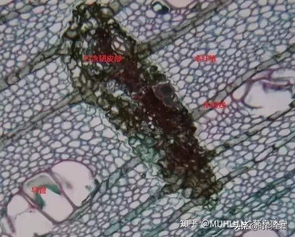 伍佰艺沉香最新消息,去哪里可以辨别沉香的真伪