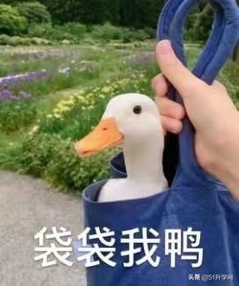 统招专升本的师范本科有哪些,统招专升本毕业证和本科一样吗