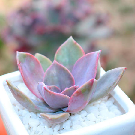 多肉早安图片大全,多肉大全100图