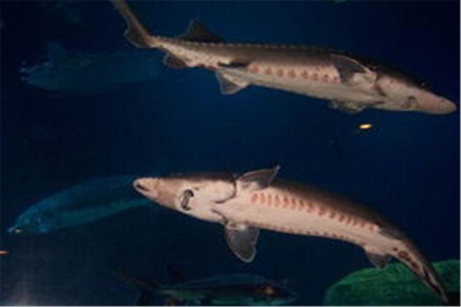 中华鲟要怎么养殖,中华鲟是怎么人工养殖的