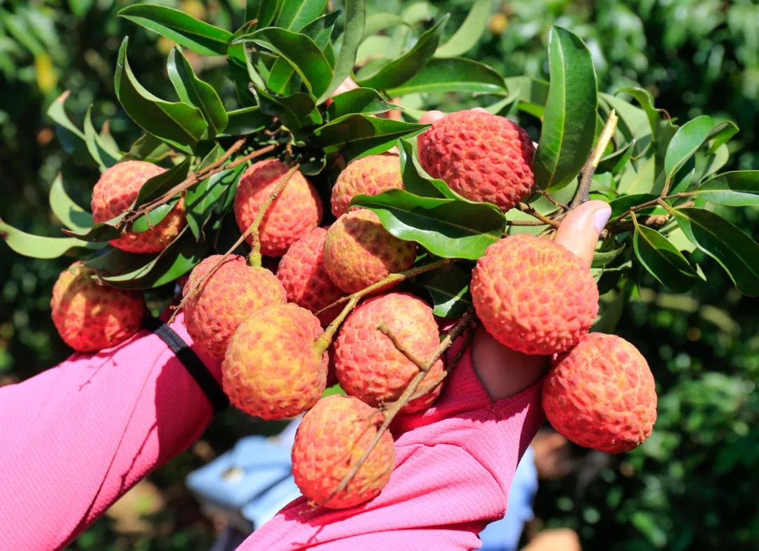 惠阳有多大,惠阳有多少镇