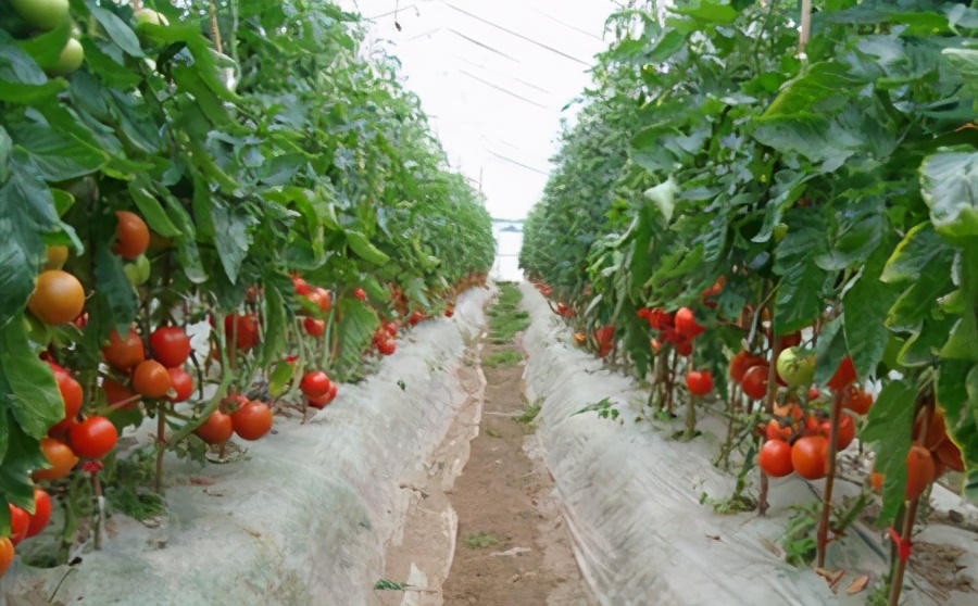 哪个药治番茄细菌性叶斑病好,番茄白粉病和灰叶斑病用什么药