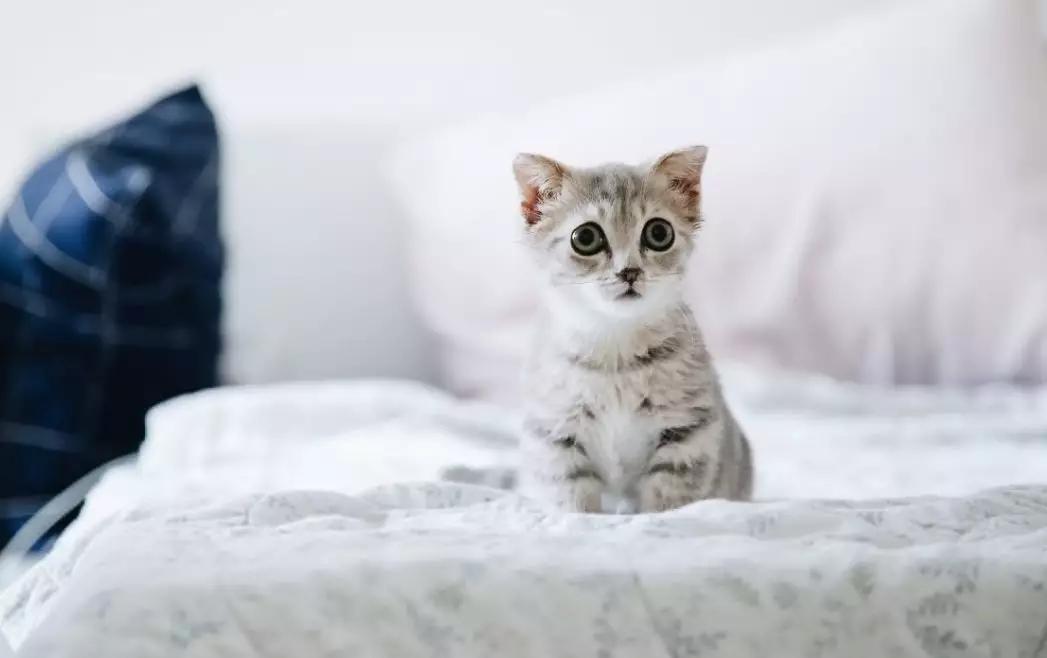 猫屎咖啡加盟费多少钱,猫屎咖啡到底好不好