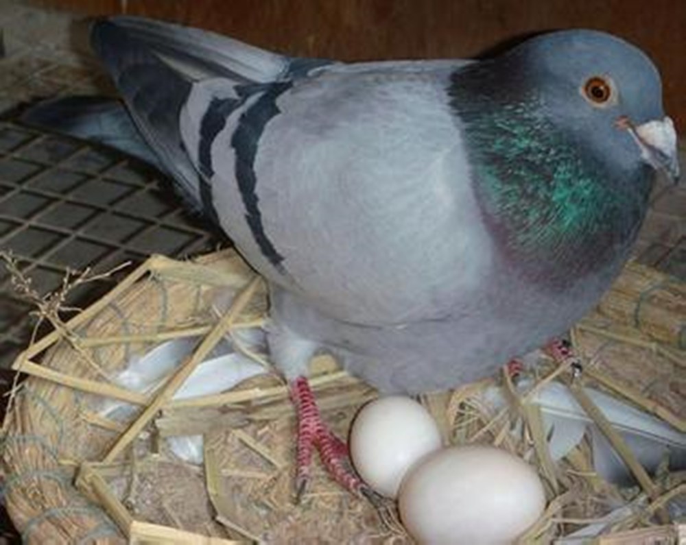 宝宝鸡蛋鹌鹑蛋哪个营养,鸡蛋鸭蛋鹌鹑蛋鸽子蛋哪个好