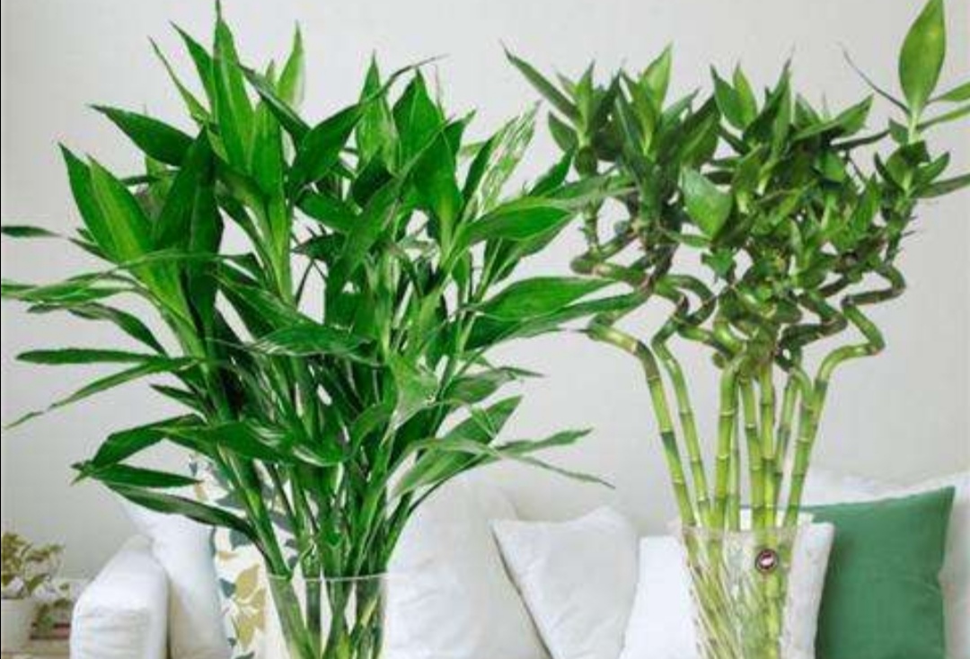 水养富贵竹叶子尖发黄是怎么了,水养富贵竹叶子发黄的原因