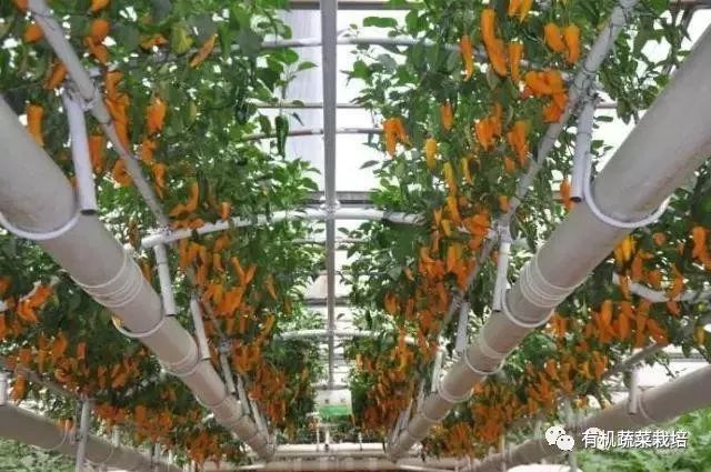 有机生态无土栽培原理与技术,无土栽培知识