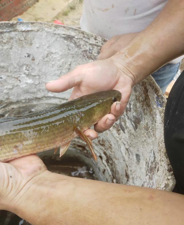 七星鱼？养了一年的鱼塘，年底却捞起一群没见过的怪鱼，能吃吗？