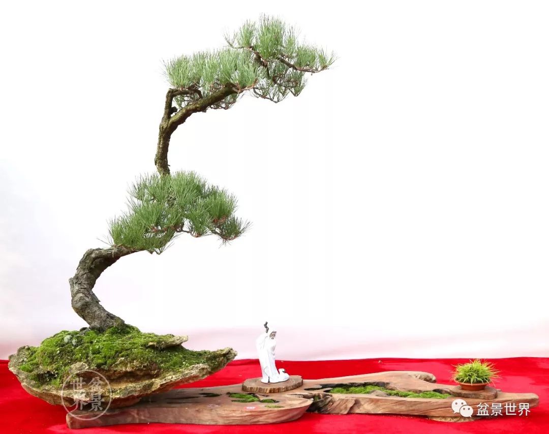 精品黑松盆景欣赏,富贵大气的盆景有哪些