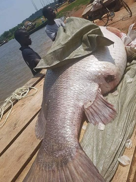 非洲巨型尼罗河鲈鱼泛滥成灾，中国吃货们表示要将其吃成回忆