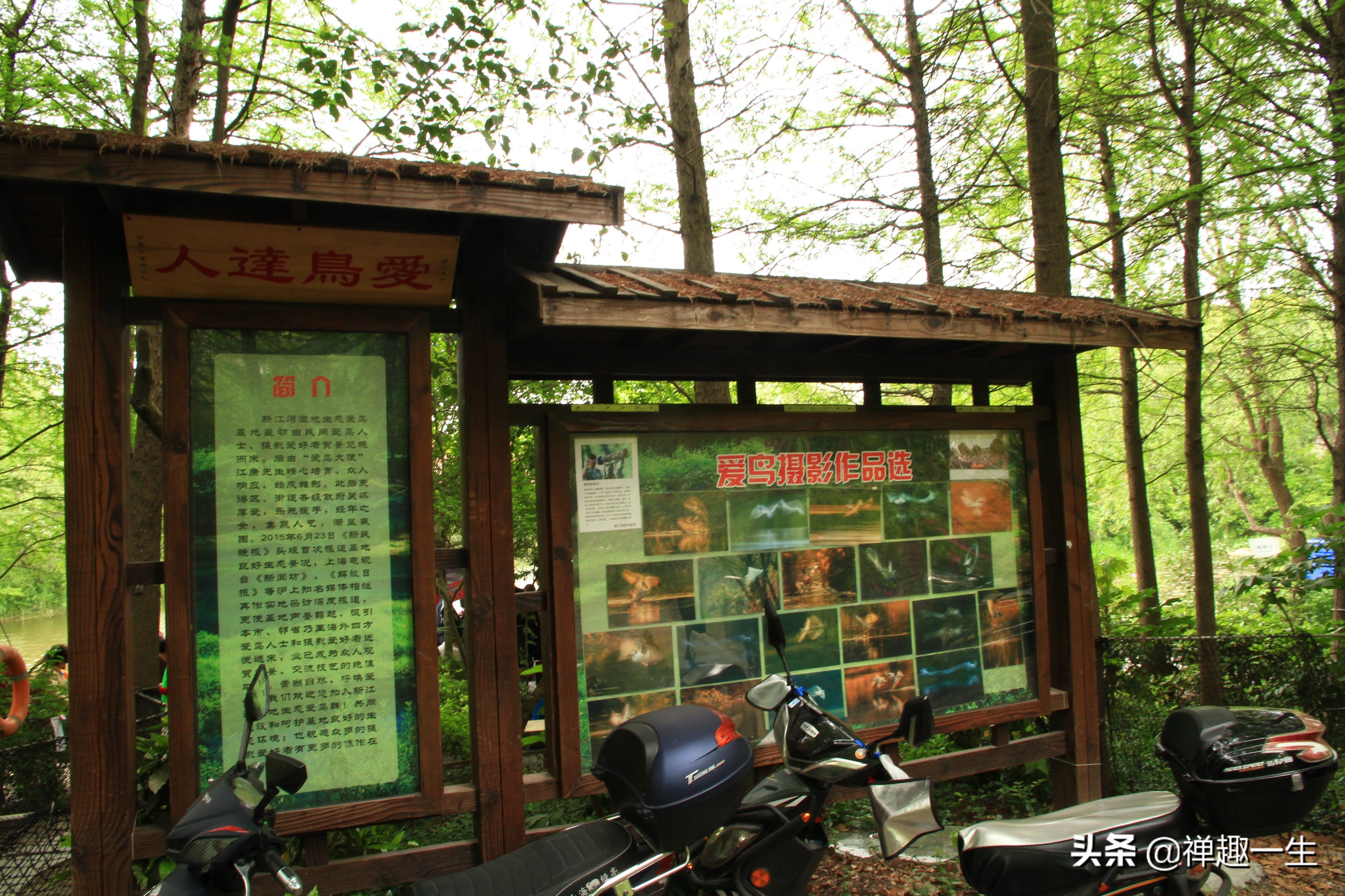 九曲江湾，十里湿地，鸟语花香，沪上最美中心城区，您去过吗？