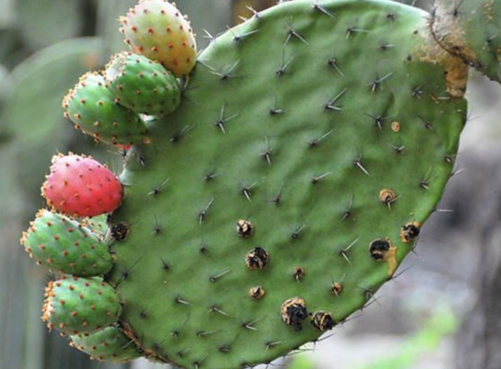 家里万万别傻傻养这3种花,家里养4种花高贵优雅一养就上瘾