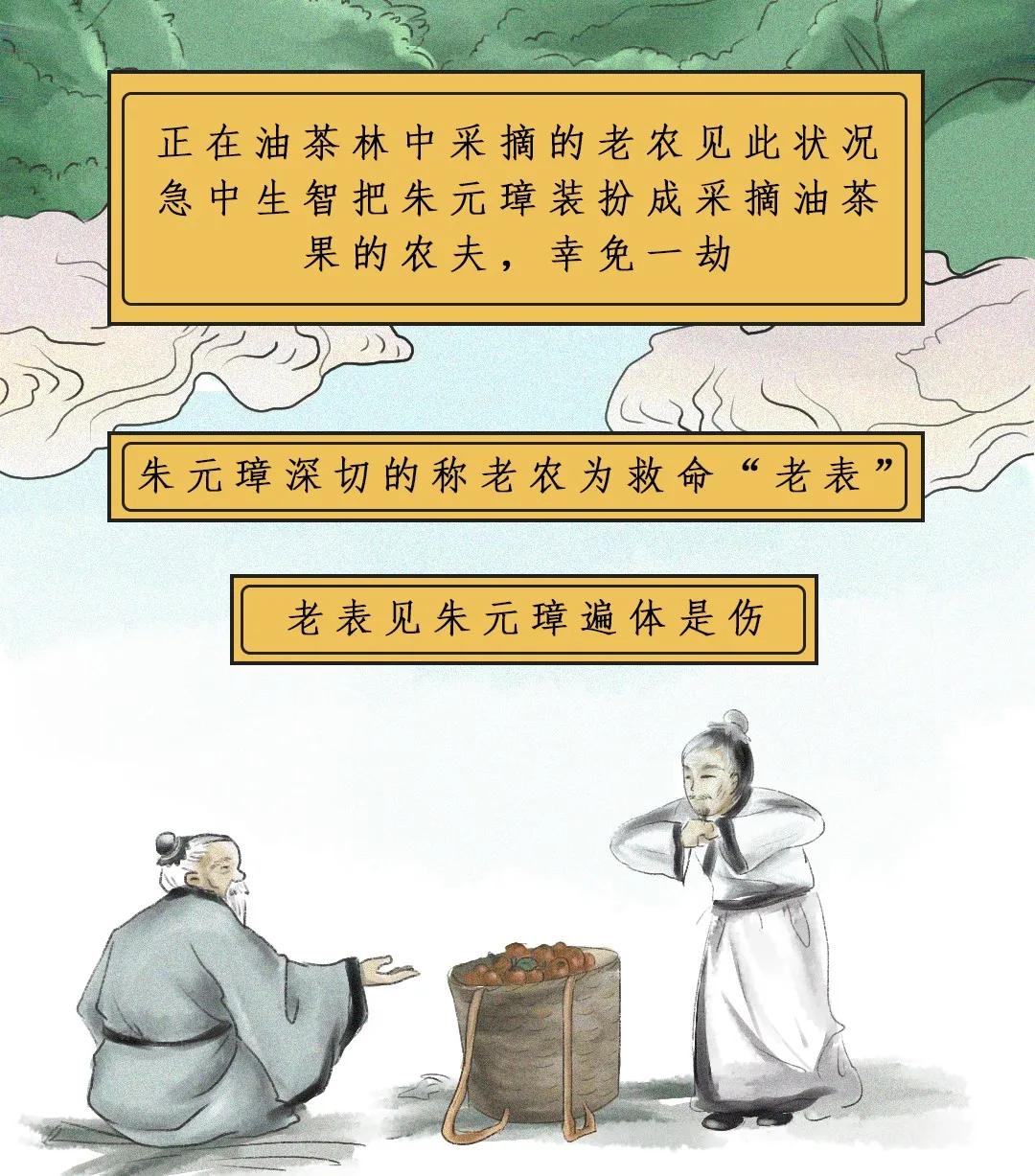 江西茶油树图片,江西茶油价格表