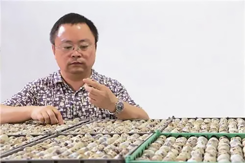 山东小伙靠养鹌鹑致富,农村大哥返乡创业养500只鸡