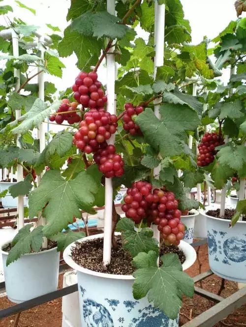在阳台上种植葡萄要注意些什么,阳台种植葡萄的全过程