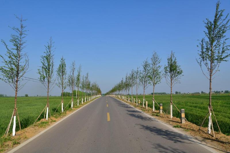 党建引领美丽乡村示范村建设 (红星村坚持党建引领建设美丽乡村)